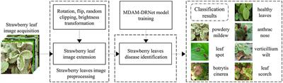 MDAM-DRNet: Dual Channel Residual Network With Multi-Directional Attention Mechanism in Strawberry Leaf Diseases Detection